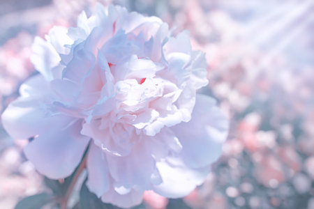 Beautiful white peony petals on a beautiful abstract backgroundの写真素材