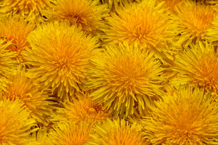 Caps of collected dandelions flooded with sunlightの写真素材