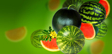 Accidentally falling watermelons. Watermelons on a gradient green backgroundの写真素材