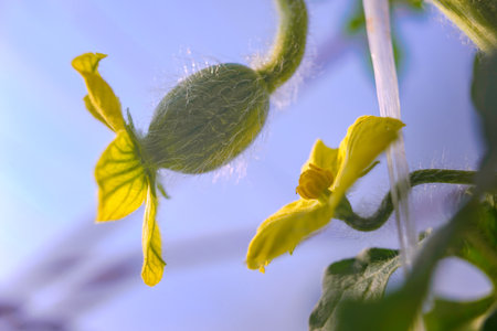 Male and female watermelon flower in the greenhouse.の写真素材