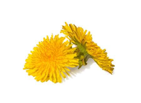 Dandelions on a white isolated backgroundの写真素材