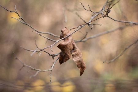 The lonely autumn leaf similar to a dog keeps late fall on a branch