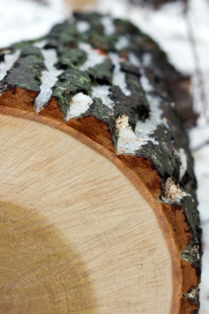 Tree trunk in a section on snow in the winterの写真素材