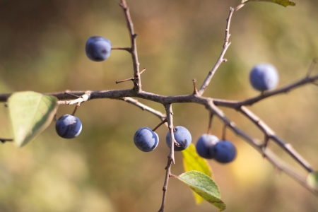 The sloe on a branch with green leaves grows in the woodの写真素材