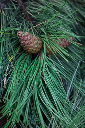 Cones on a green fir-tree branchの写真素材