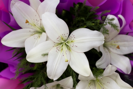 Beautiful union of white lilies on a violet backgroundの写真素材