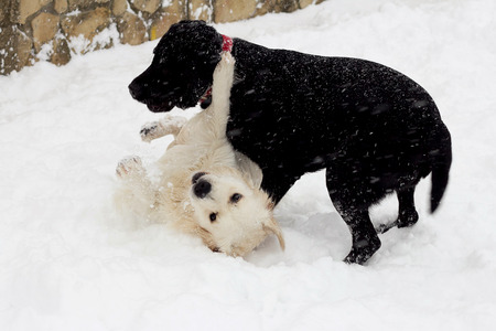 Two dogs, white and black play in snow