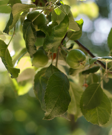 Branch with green unripe growing apples in an Apple Orchardsの写真素材