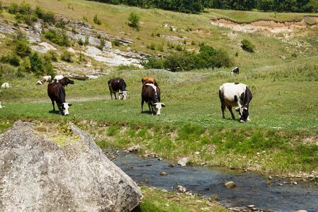 Group of cows is grazed on a meadow, eating a green grass to thetas at a stream