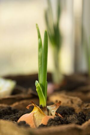 Green growing onions planted in a peat container at home