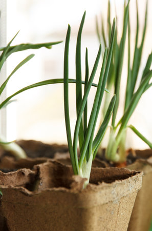 Green growing onions planted in a peat container at home