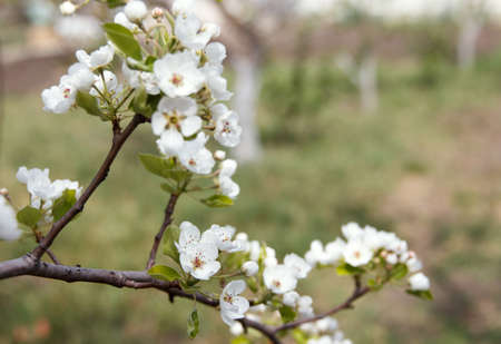 White beautiful flowers of a growing pear on a fruit tree in the gardenの写真素材