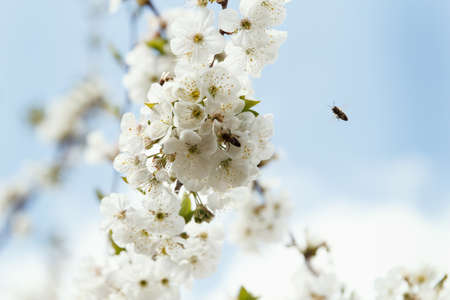 Beautiful spring blooming cherry tree, white flowers on background of the bue skyの写真素材