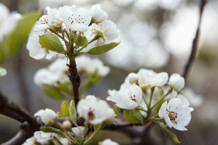 White beautiful flowers of a growing pear on a fruit treeの写真素材
