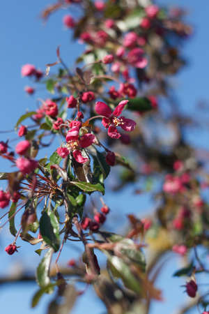 Malus halliana beautiful blossoming fruit tree an apple-tree in the springの写真素材