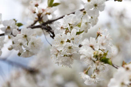 Beautiful spring blooming cherry tree, white flowers on white backgroundの写真素材