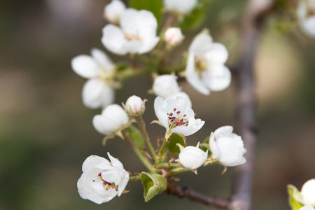 White beautiful flowers of a growing pear on a fruit treeの写真素材