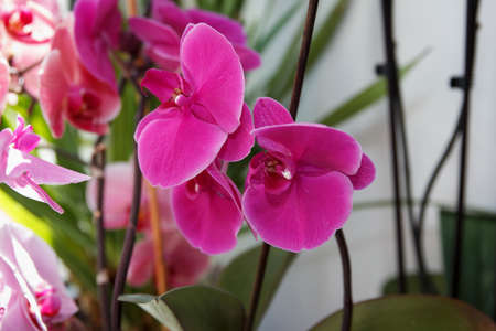 Pink large flowering orchid in greenhouse, for holidays