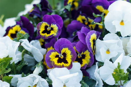 Viola odorata beauty purple and white field of flowering summer flowersの写真素材