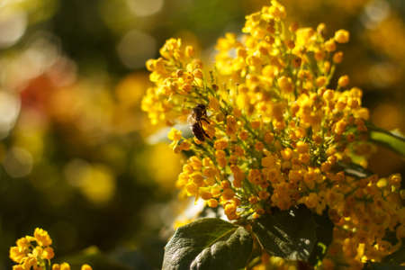 Bee collects nectar on blossoming beautyful yellow Mahonia repens - honey tree in the gardenの写真素材