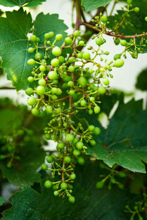 Green non-ripe little table grapes grow on a branch in the garden and sour for wine