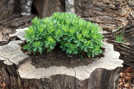 Green plant planted in stump and around covered with dry spruce cones. decorative eco garden...