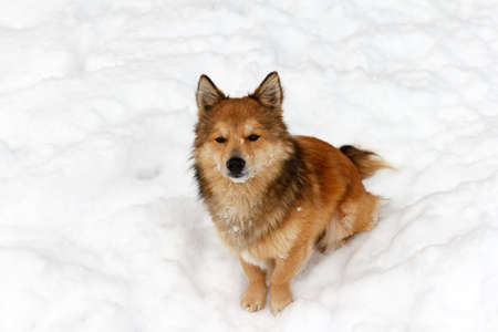 Fluffy beautiful playful puppy sits in the snow and watches