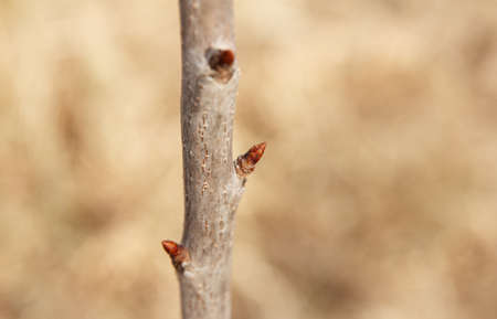 Early spring, buds begin to swell and bloom on fruit trees in garden