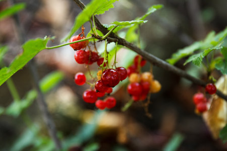 Red currant grew and ripening on a bush branch in the garden in the summer