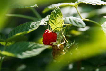 Raspberry bush with red and green little berries not yet ripe, grows and sings in sun