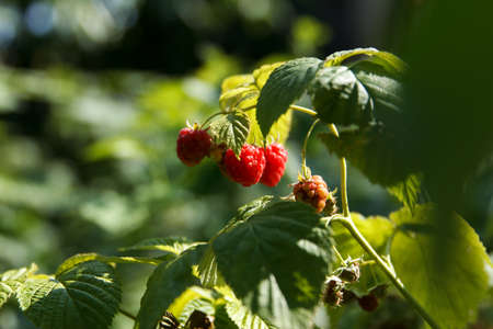 Berries of red sweet and tasty raspberries sour on branches in the summer garden