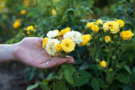 Girl holds with a hand the blossoming bush of white-yellow roses in summer park