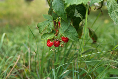 Berries of beauty red sweet and tasty raspberries sour on branches in garden on green background
