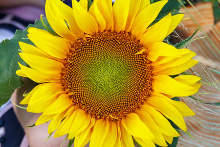Sunflower flowering, beautiful round flower with yellow petals and green leaves, flowered in summerの写真素材