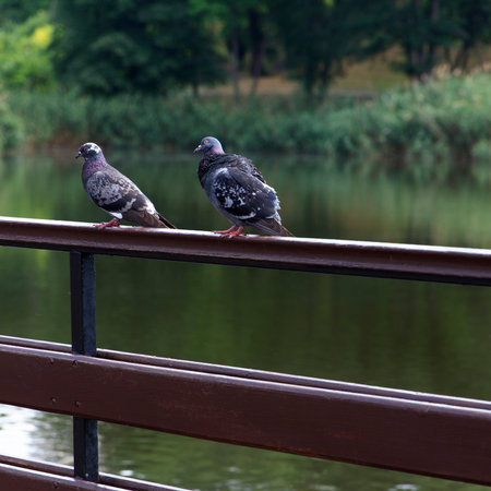 Two gray pigeons perched on a wooden railing by a calm river. Lush greenery surrounds the water, creating a serene natural settingの写真素材