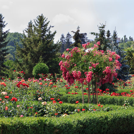 Brightly colored beautiful roses and flowering plants fill the garden, surrounded by lush greenery. Sunlight illuminates the scene, highlighting the vivid petals of the blossomsの写真素材