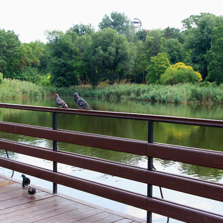 Two gray pigeons perched on a wooden railing by a calm river. Lush greenery surrounds the water, creating a serene natural settingの写真素材