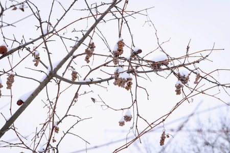 Snow-covered branches with grape berries and dry apples against a white background. Scene captures...
