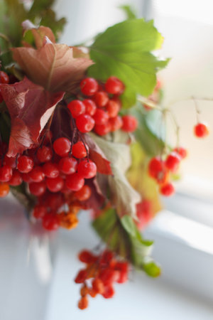 A close-up of a viburnum branch with vibrant red berries and autumn leaves. Shot with a shallow...
