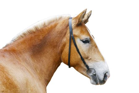 palomino horse head isolated on whiteの写真素材