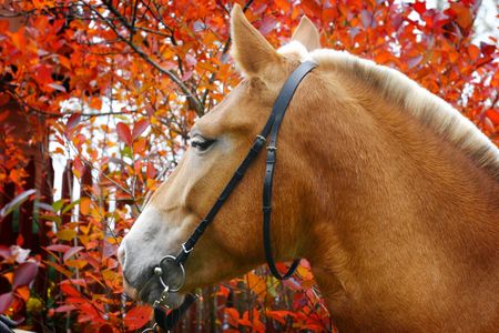 horse head on autumn backgroundの写真素材
