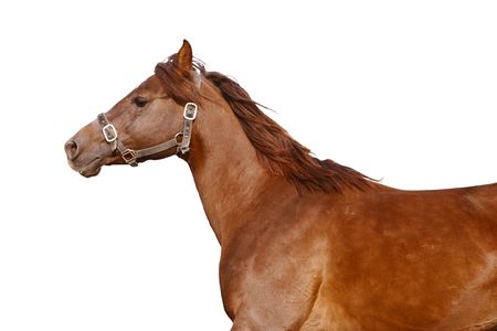 horse isolatedの写真素材