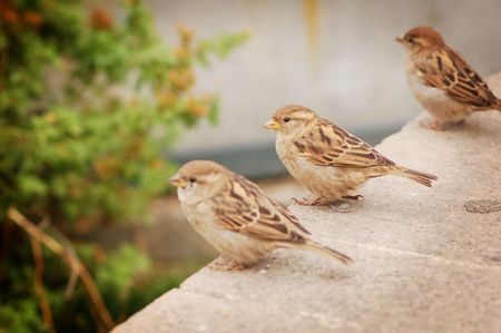 three sparrowsの写真素材
