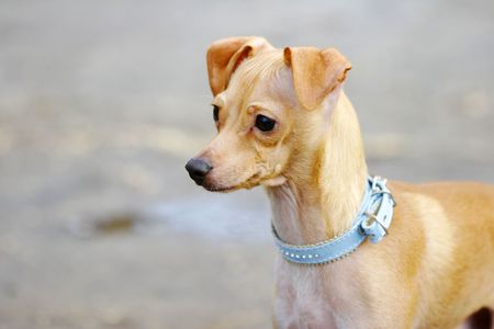 toy terrierの写真素材