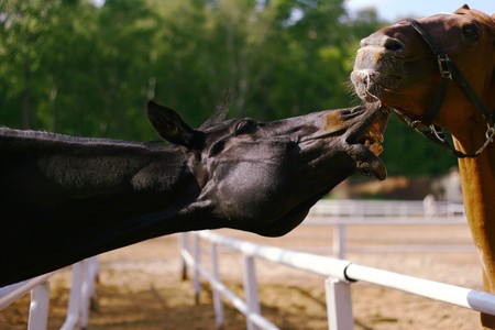 two horse playingの写真素材