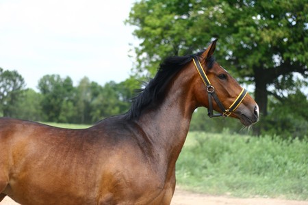 horse head and neckの写真素材