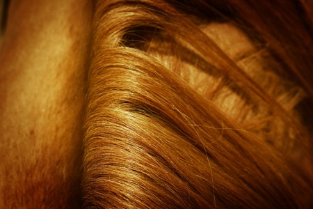 horse mane textureの写真素材