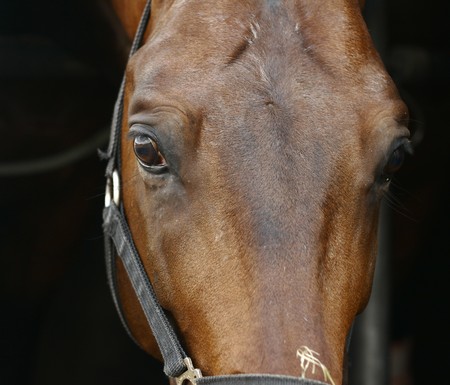closeup of a bay horse headの写真素材