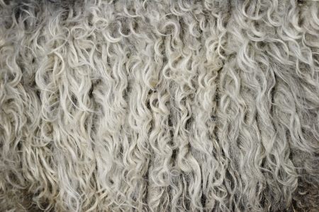 sheep texture