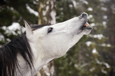 stallion in winterの写真素材